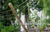 Coconut tree rolls over  road at Balmatta